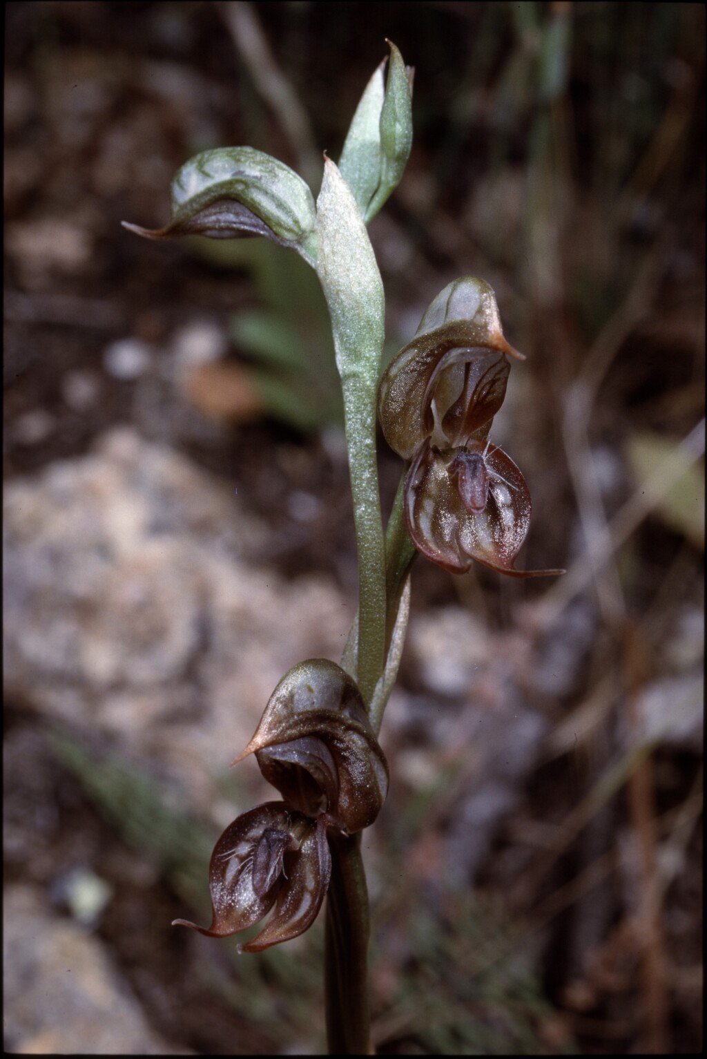 Pterostylis hamata (hero image)