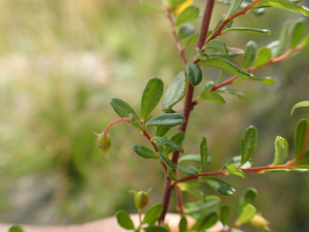 Hibbertia empetrifolia (hero image)