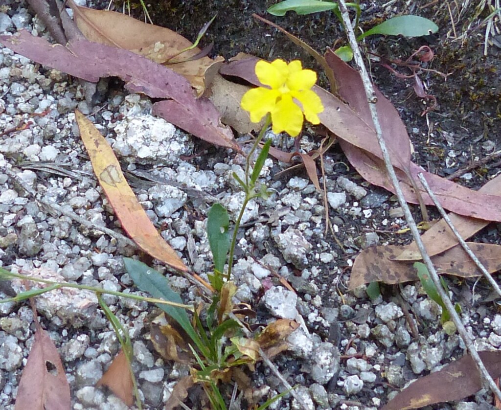 Goodenia elongata (hero image)