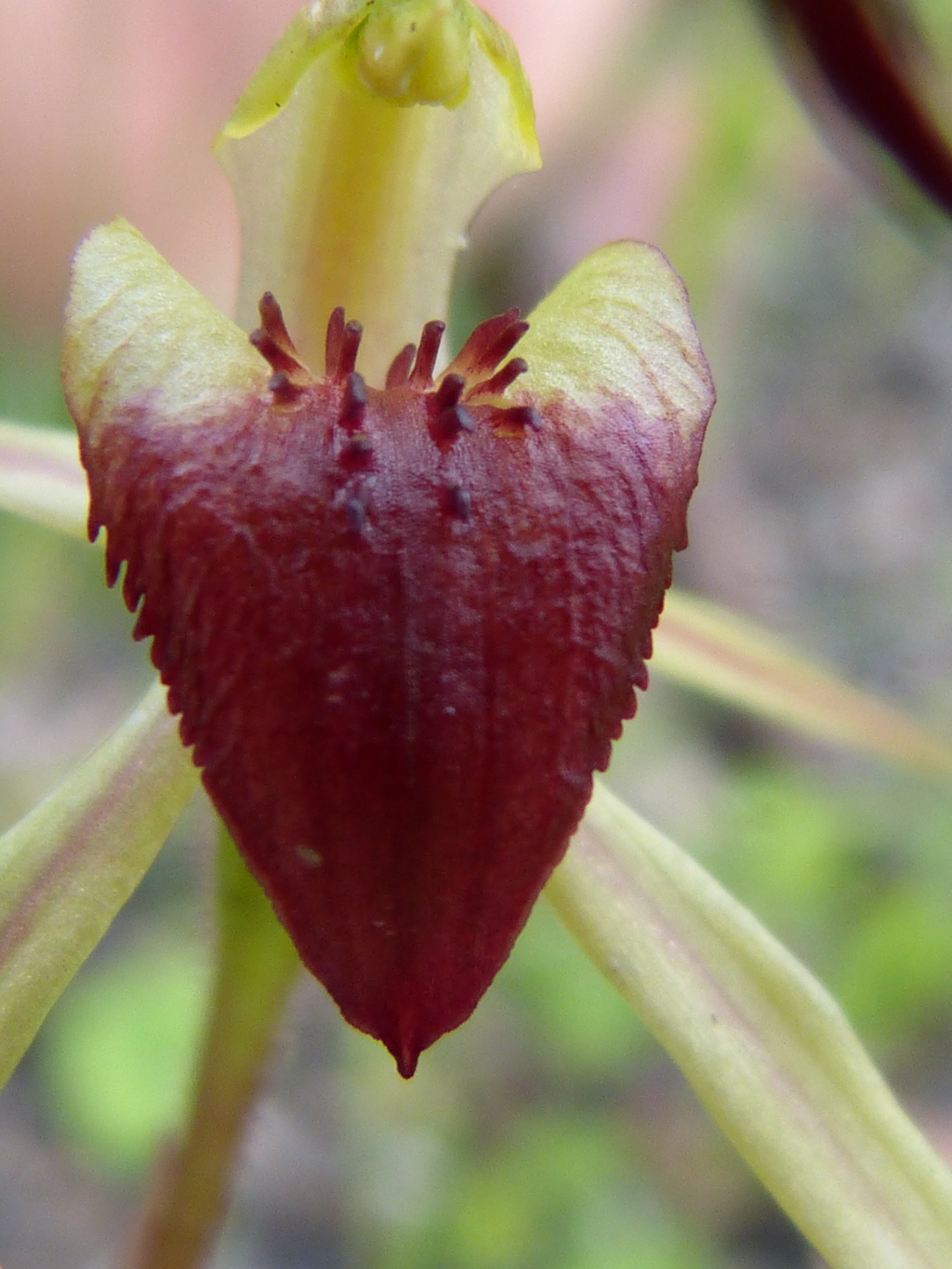 Caladenia fitzgeraldii (hero image)