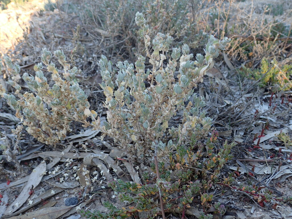 Atriplex pseudocampanulata (hero image)