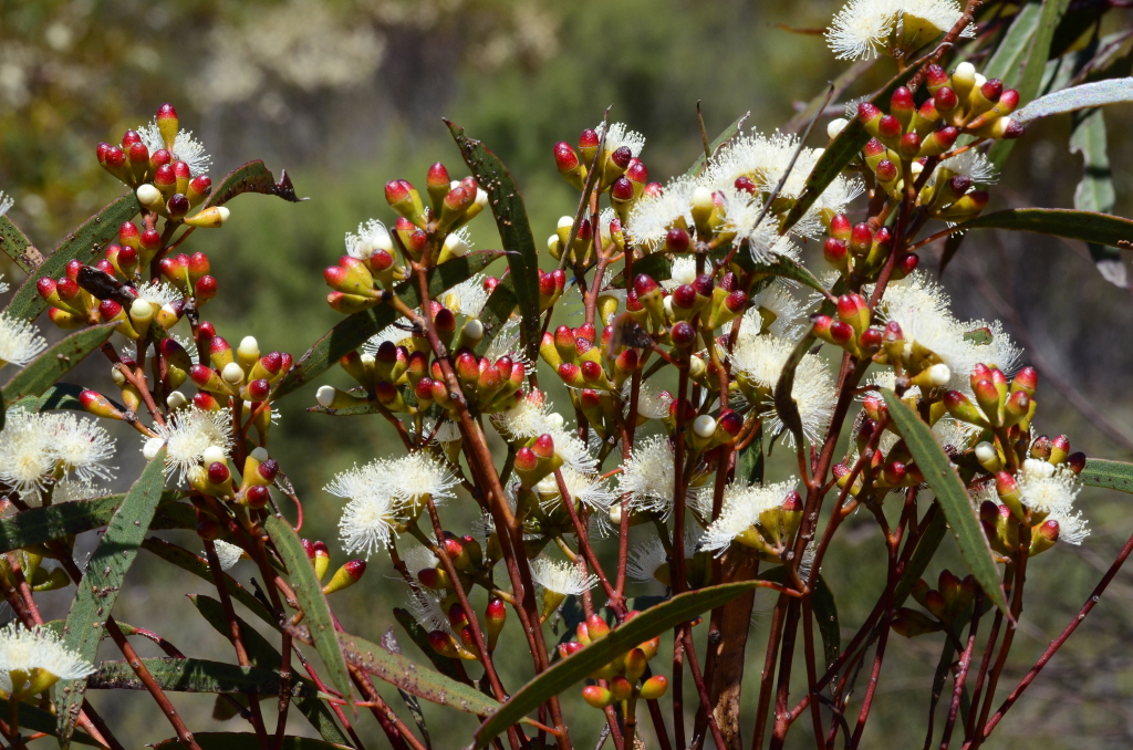 Eucalyptus leptophylla (hero image)