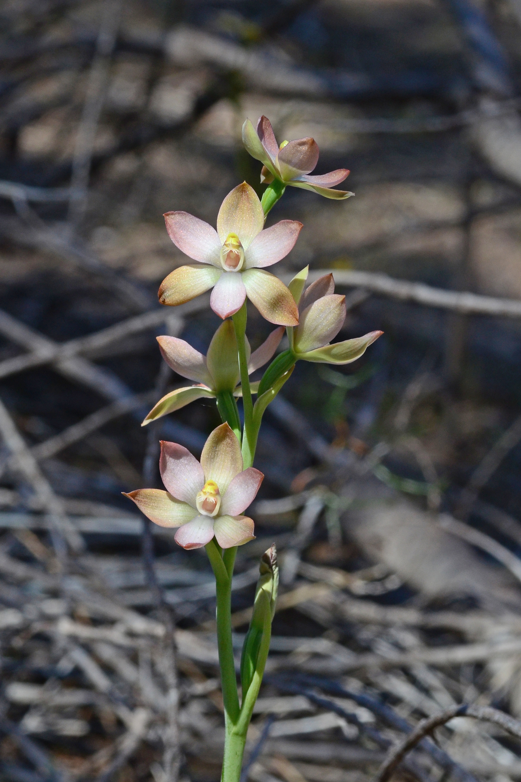 Thelymitra epipactoides (hero image)