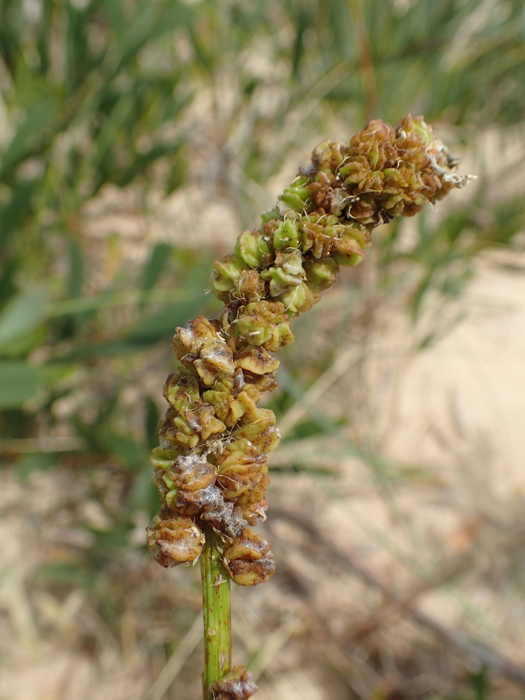 Stackhousia spathulata (hero image)