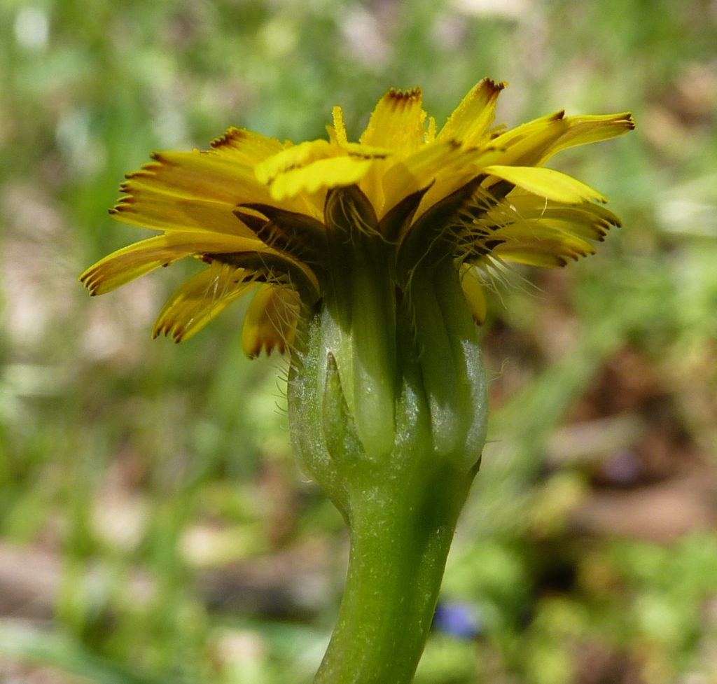 Picris barbarorum (hero image)