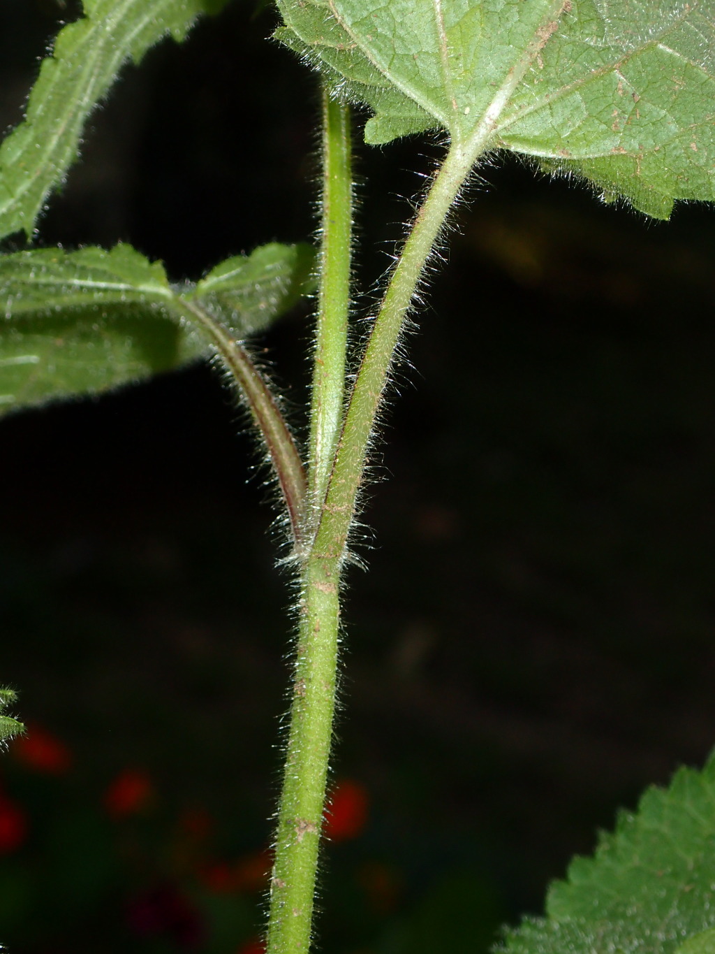 Stachys sylvatica (hero image)