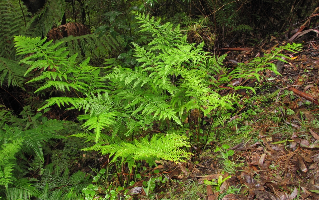 Pultenaea dentata (hero image)