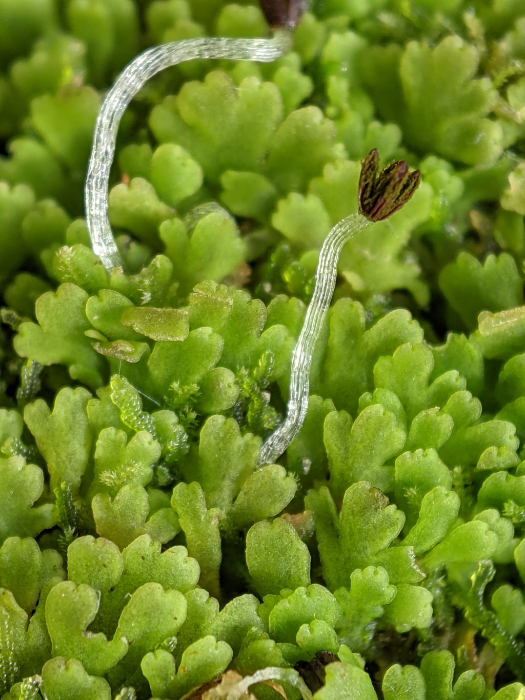 Aneuraceae (hero image)