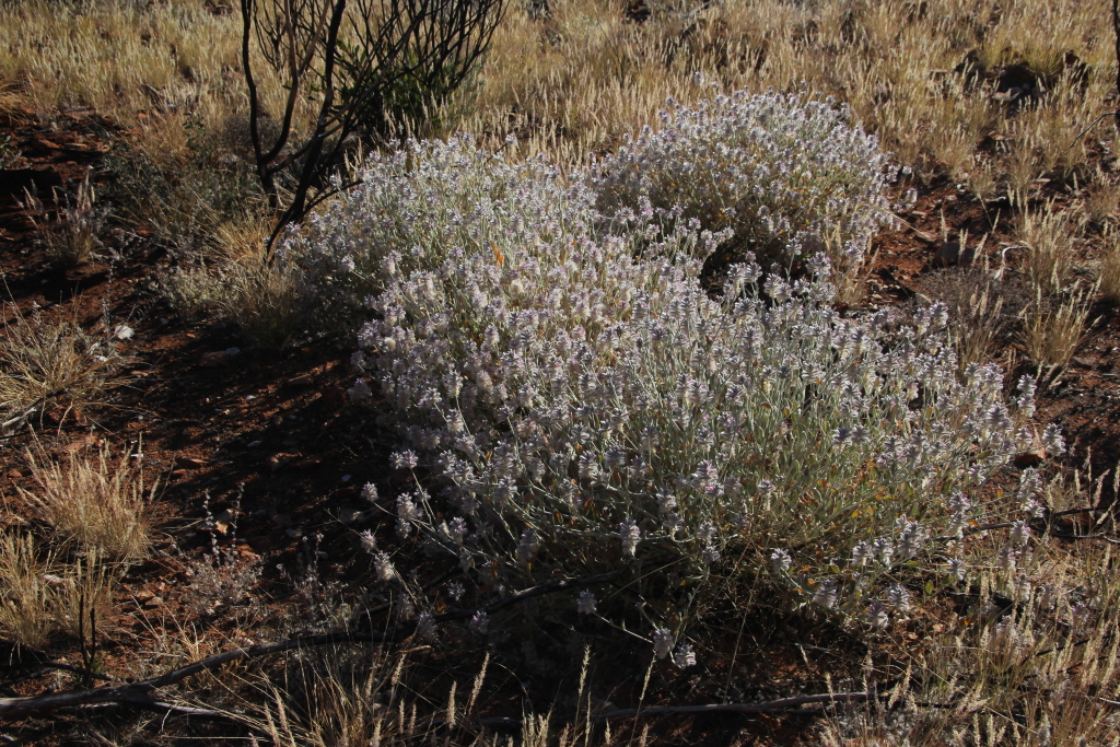 Ptilotus sessilifolius (hero image)