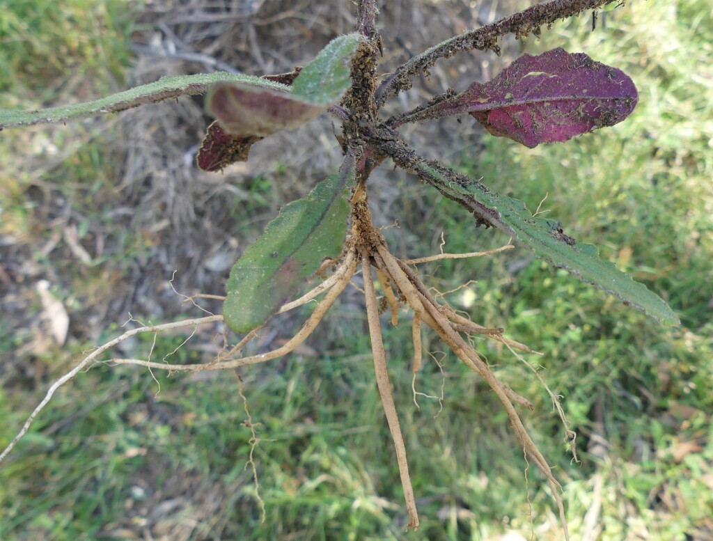 Senecio prenanthoides (hero image)