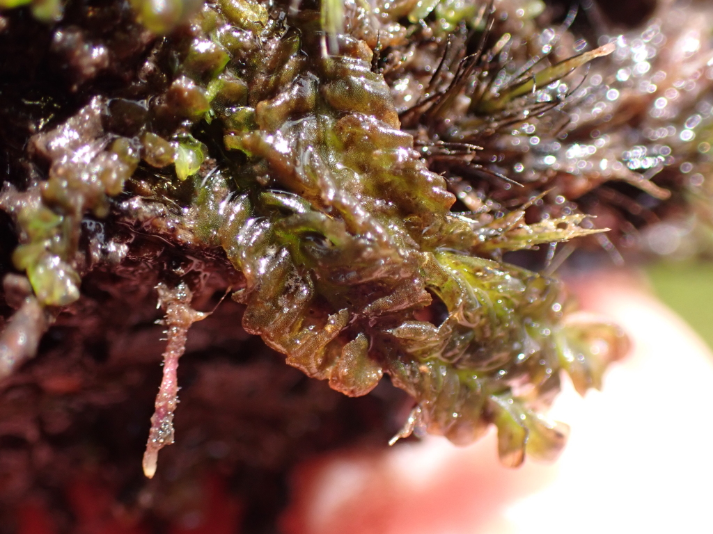 Lethocolea (hero image)