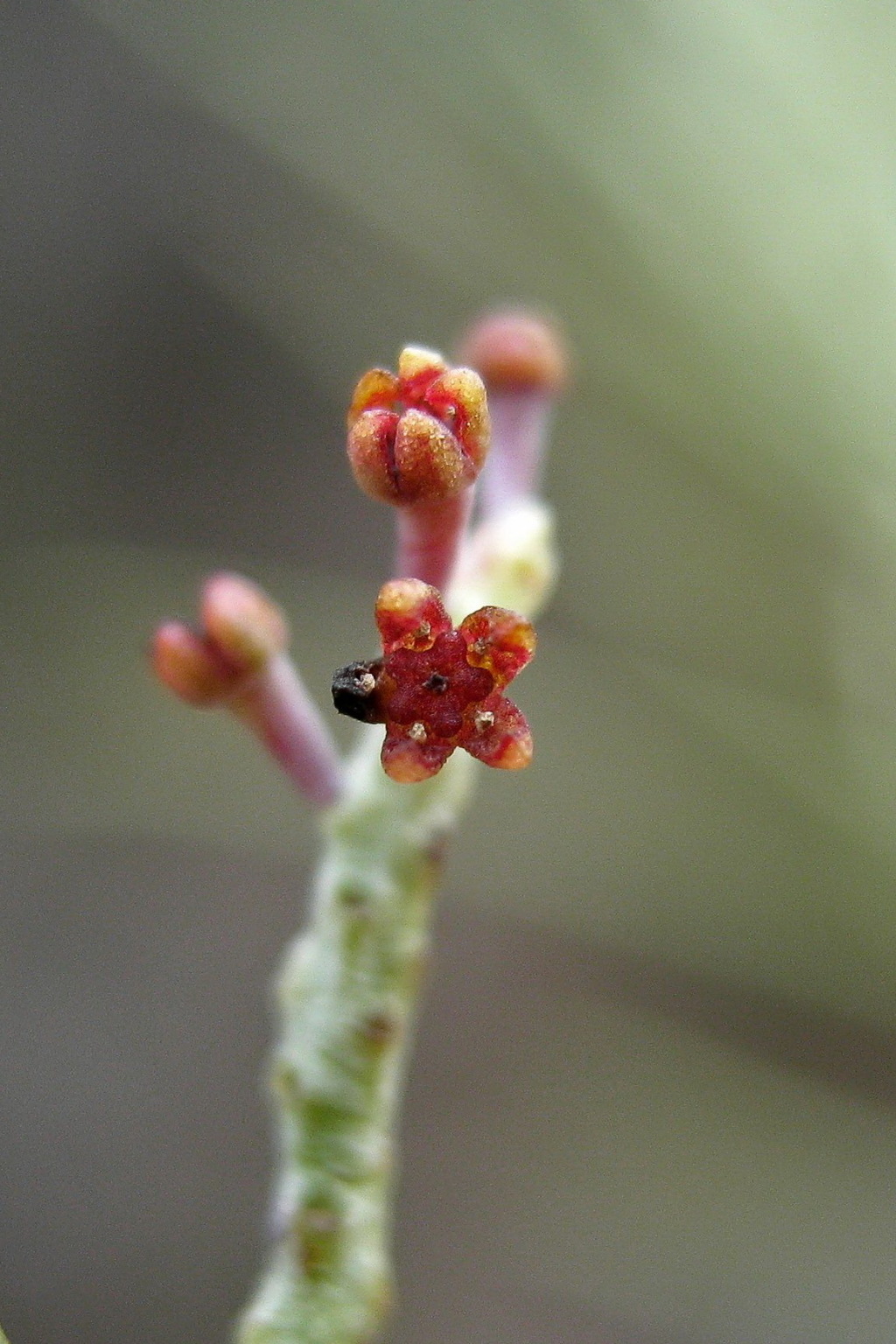 Leptomeria (hero image)