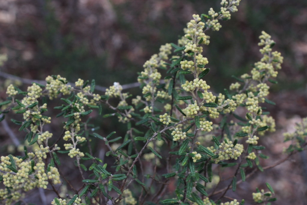 Pomaderris phylicifolia (hero image)