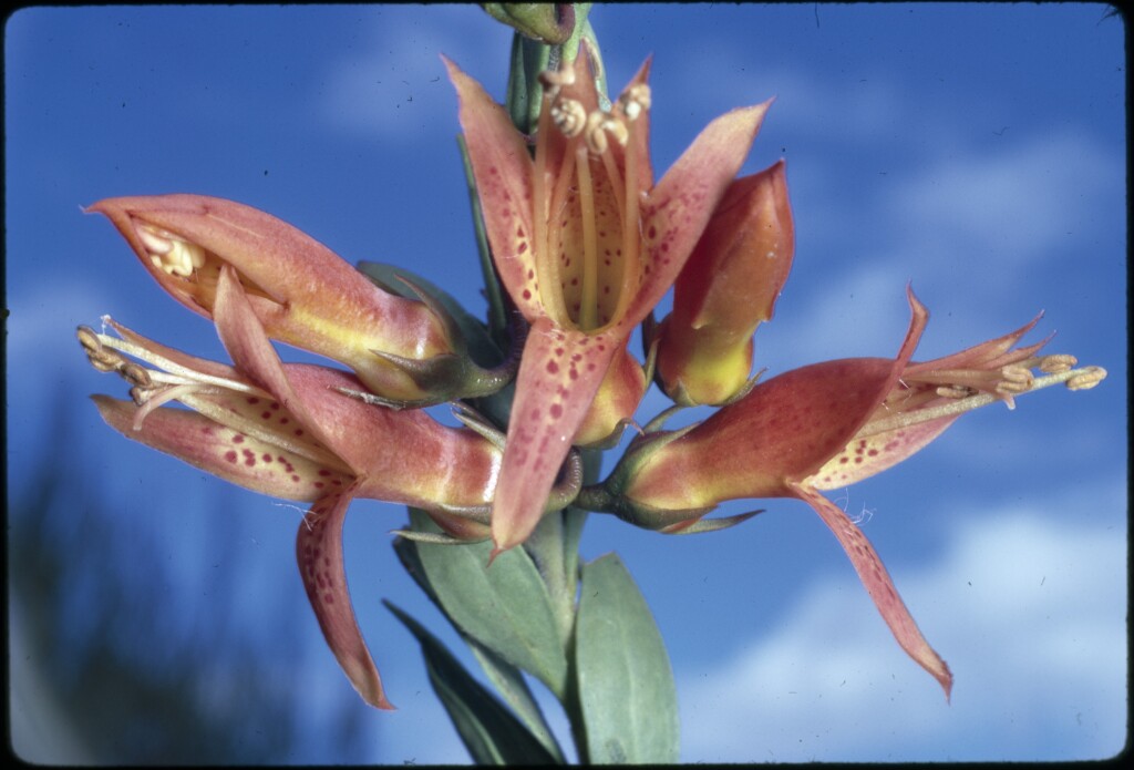 Eremophila maculata (hero image)