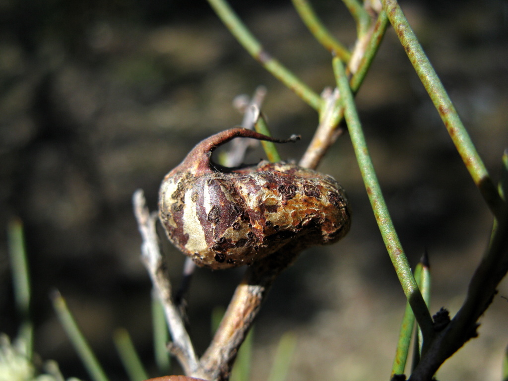 Hakea rugosa (hero image)