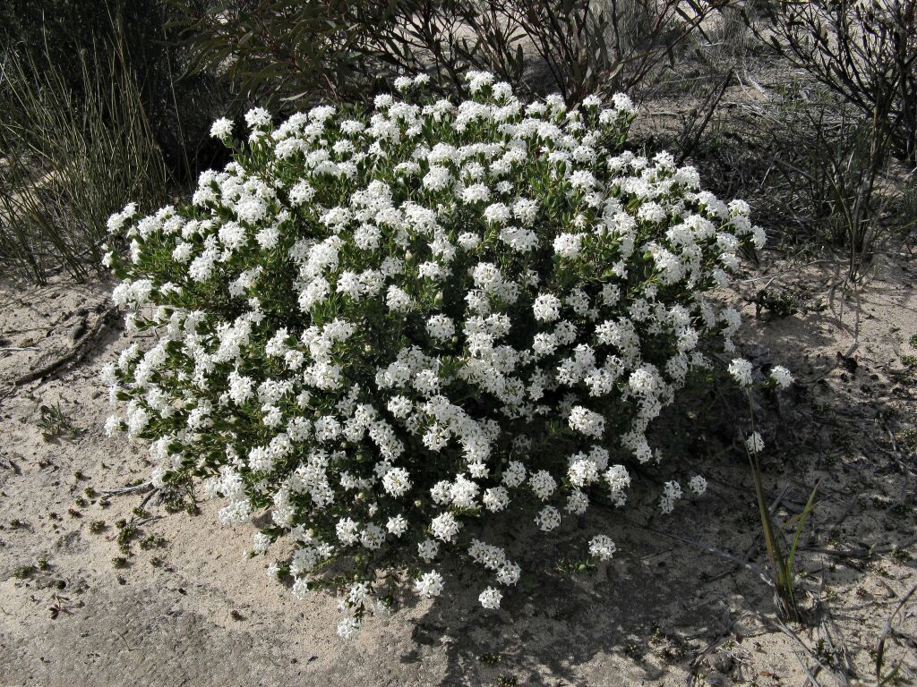 Pimelea glauca (hero image)