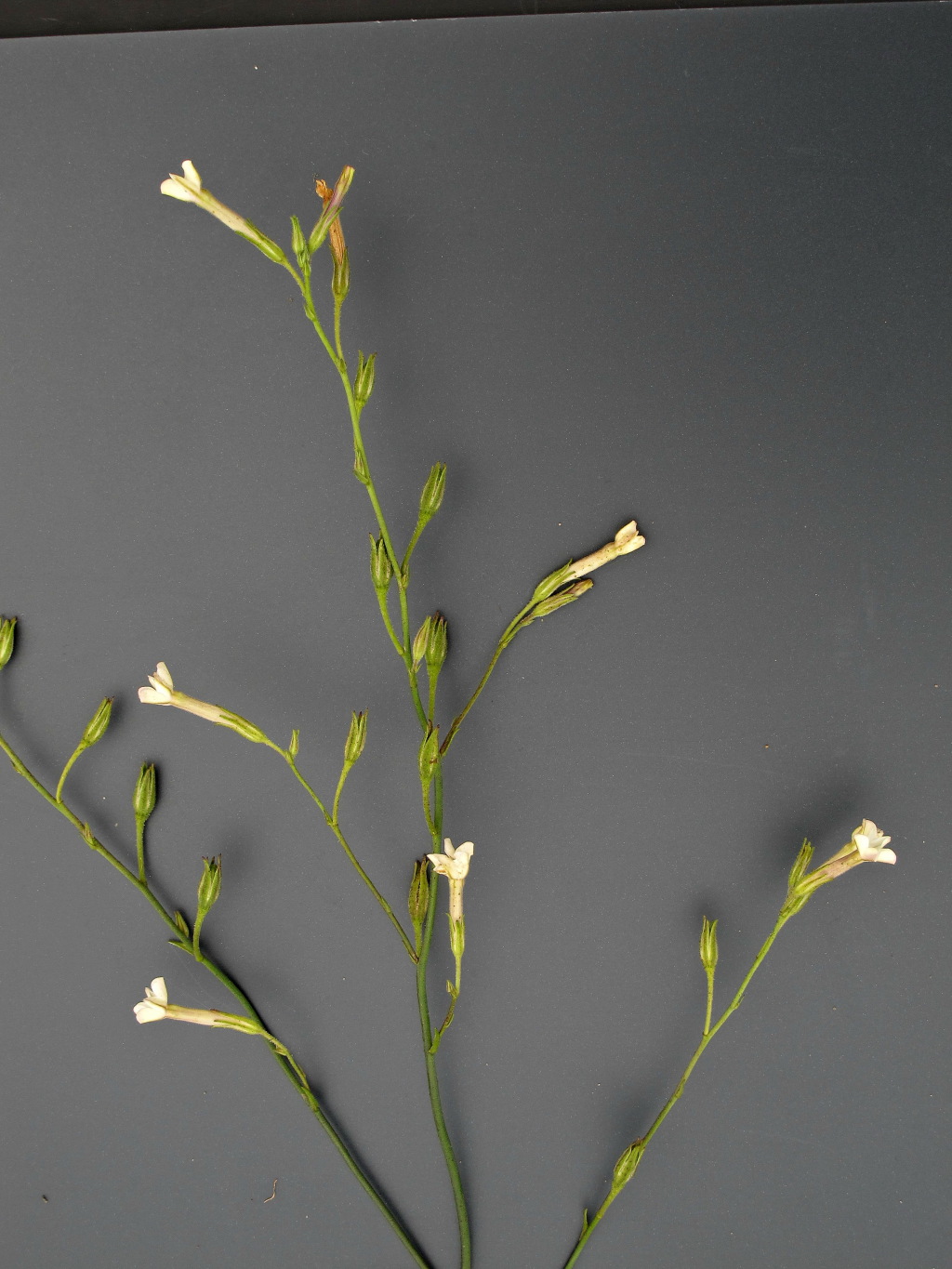 Nicotiana goodspeedii (hero image)