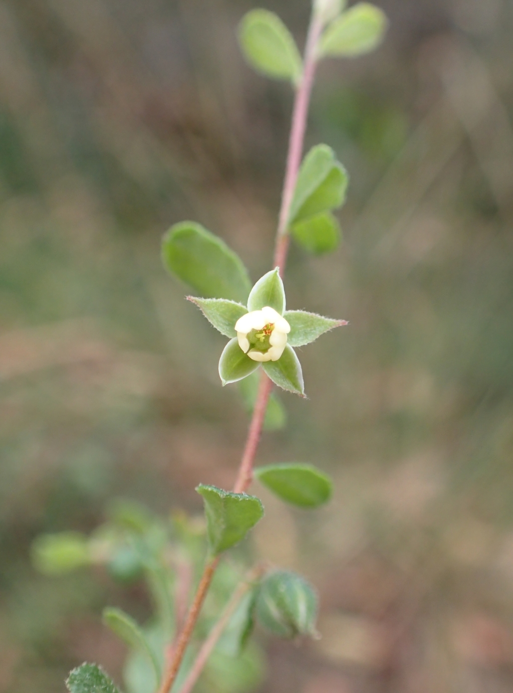 Hibbertia pallidiflora (hero image)