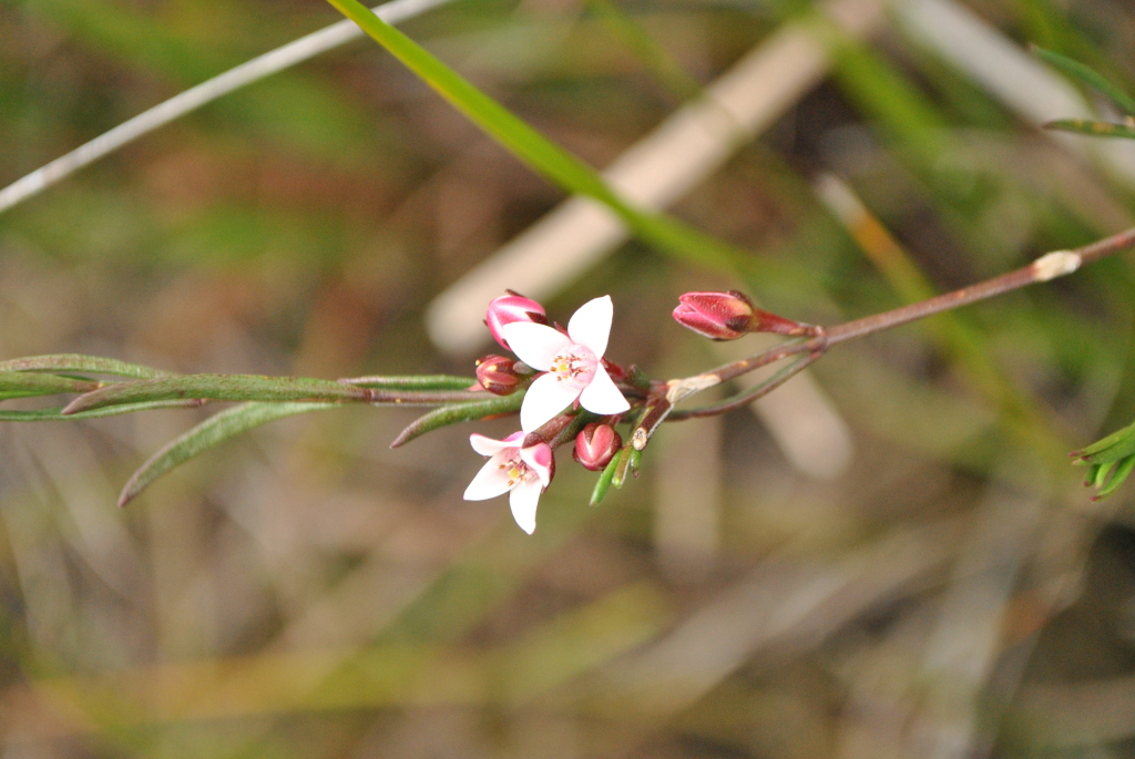 Cyanothamnus nanus var. hyssopifolius (hero image)