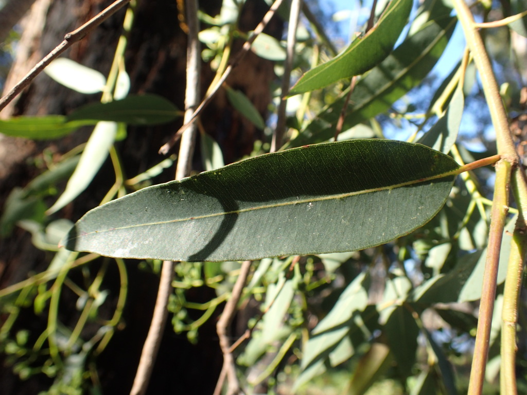 Angophora (hero image)