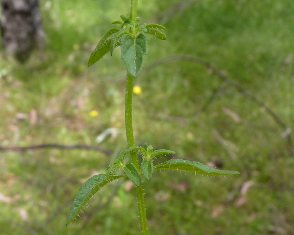 Mentha australis (hero image)