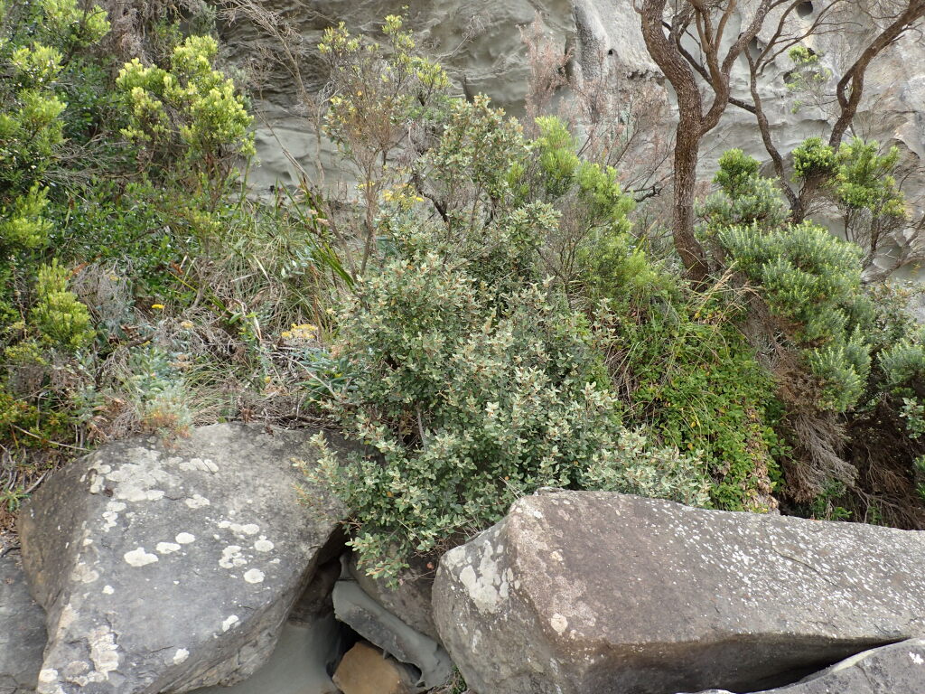 Correa backhouseana var. backhouseana (hero image)