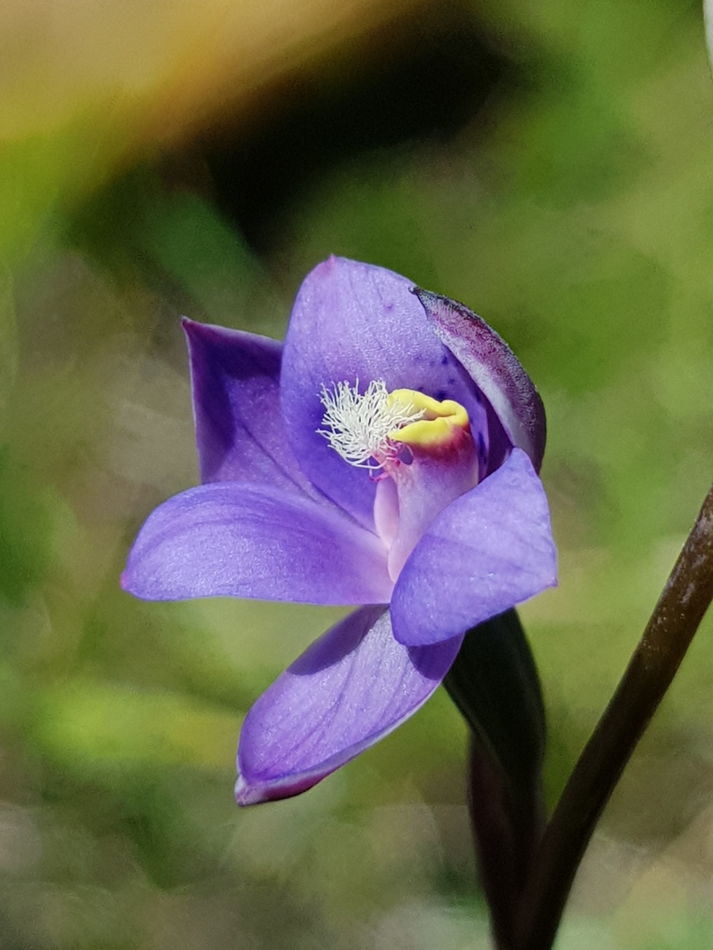 Thelymitra ×merraniae (hero image)