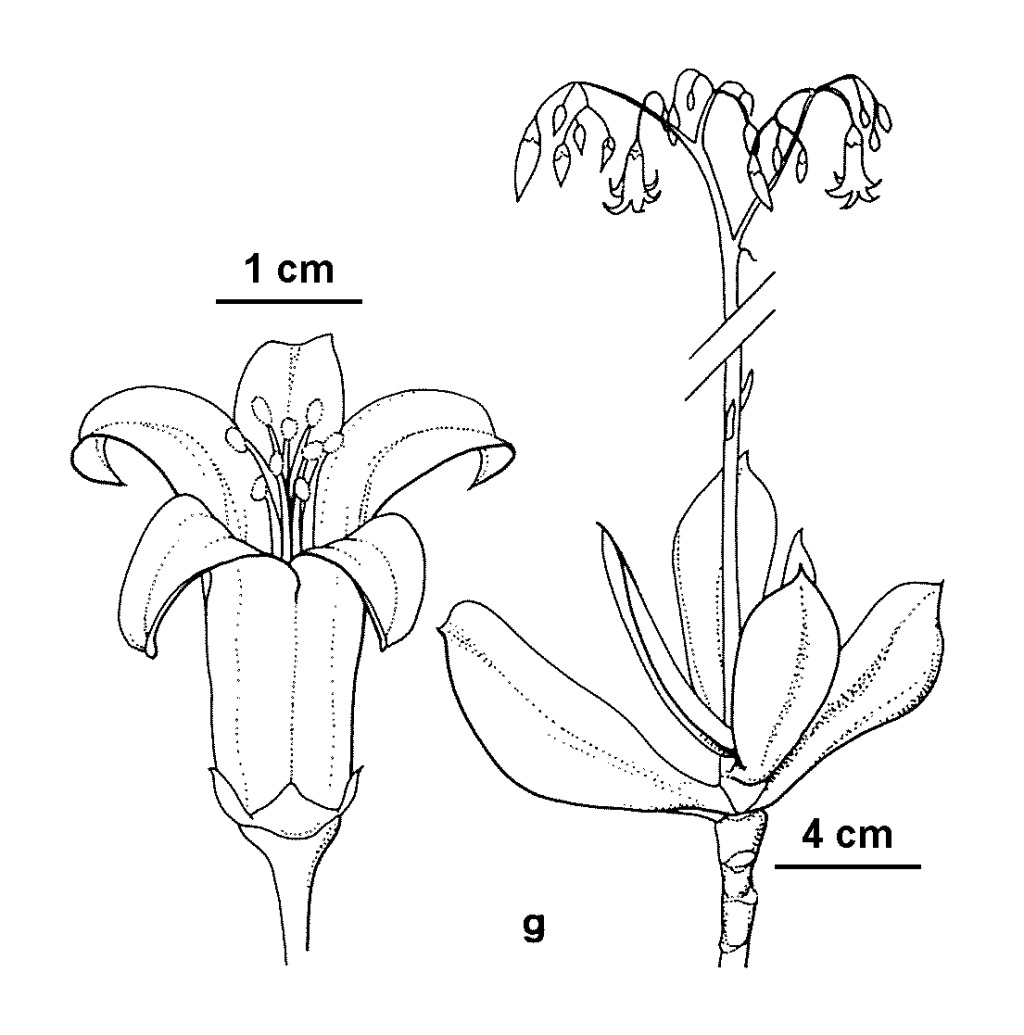 Cotyledon (hero image)