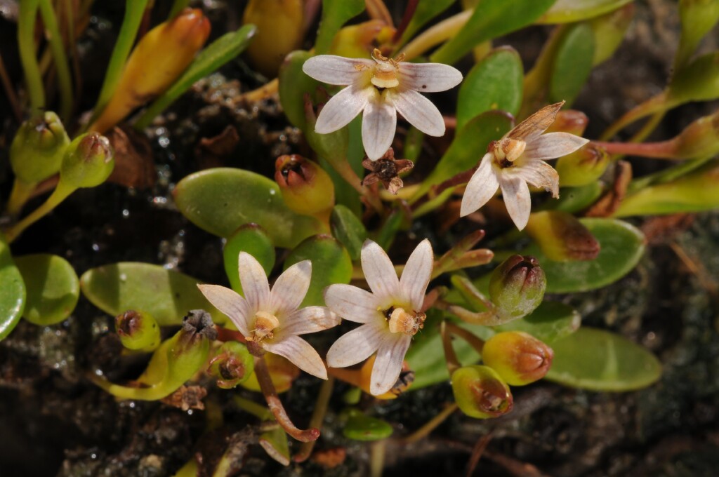 Goodenia radicans (hero image)