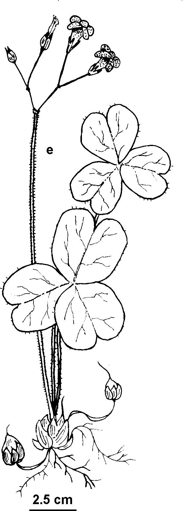 Oxalis debilis (hero image)