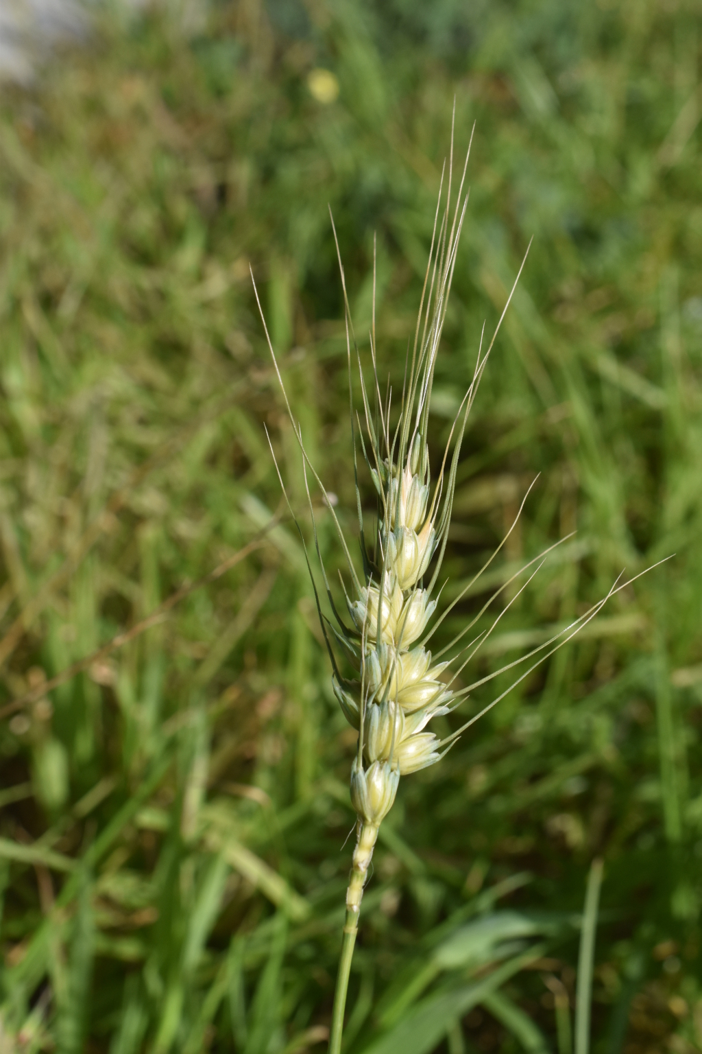 Triticum (hero image)