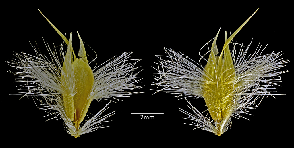 Rytidosperma carphoides (hero image)