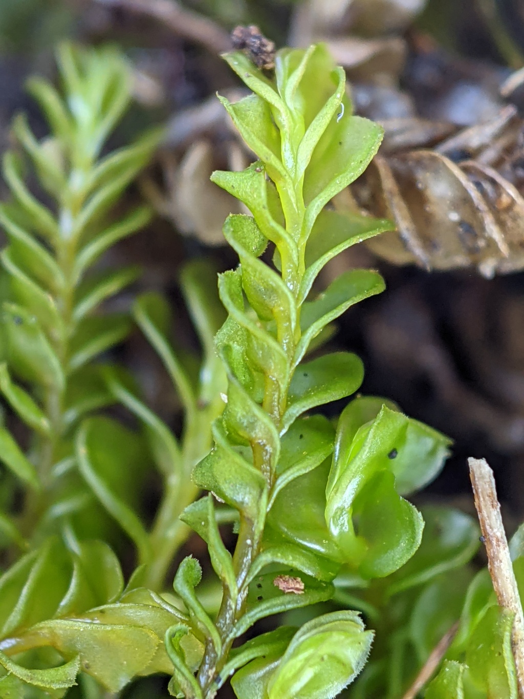 Plagiochilaceae (hero image)