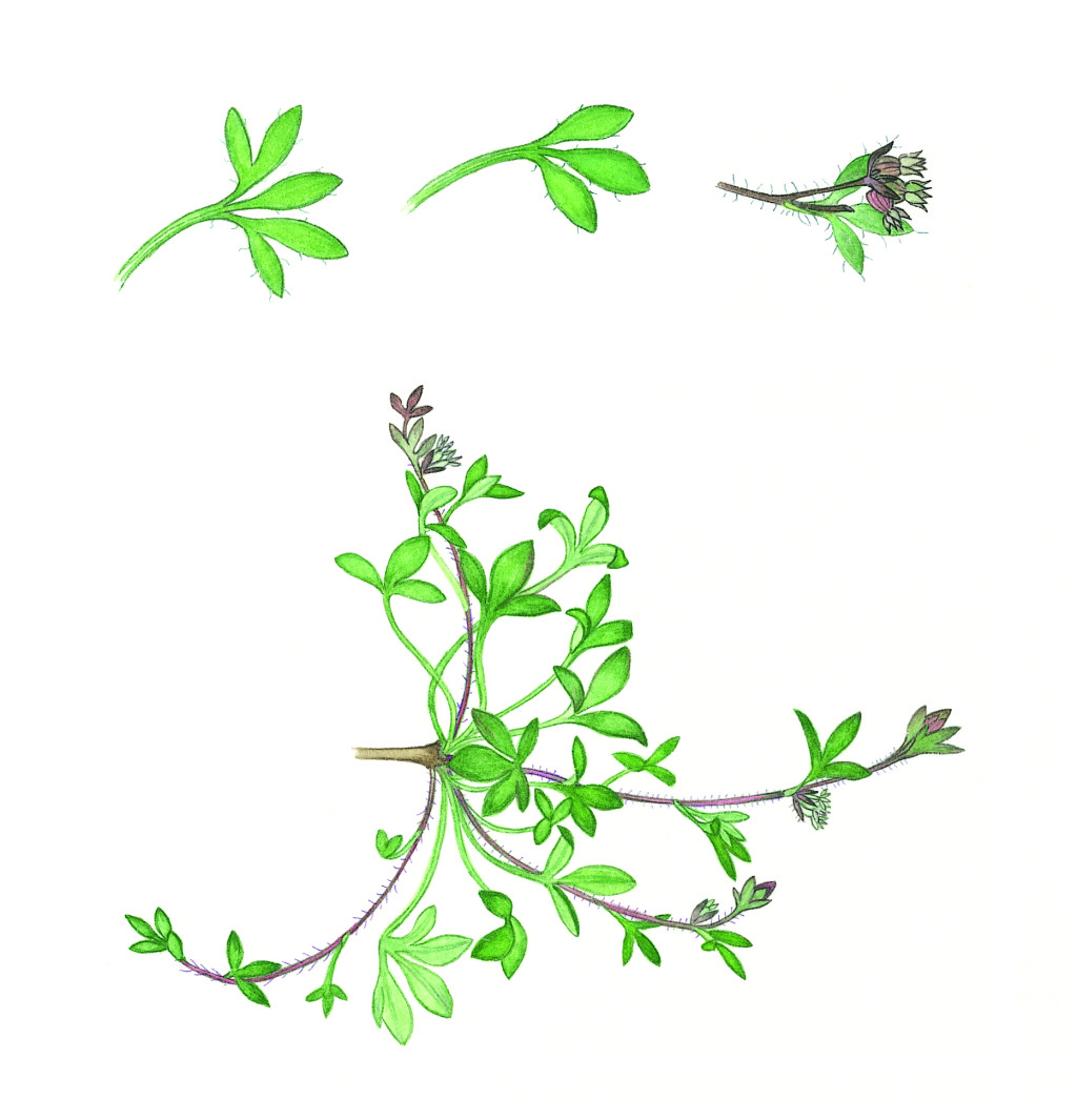 Xanthosia tasmanica (hero image)