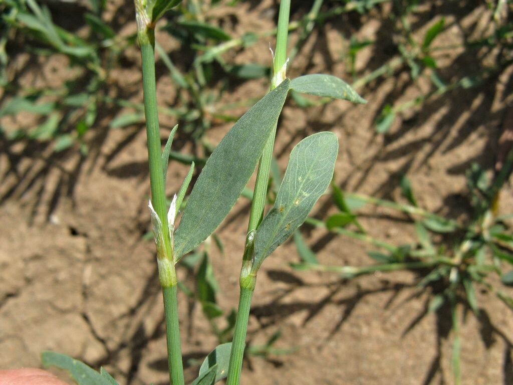 Polygonum aviculare (hero image)