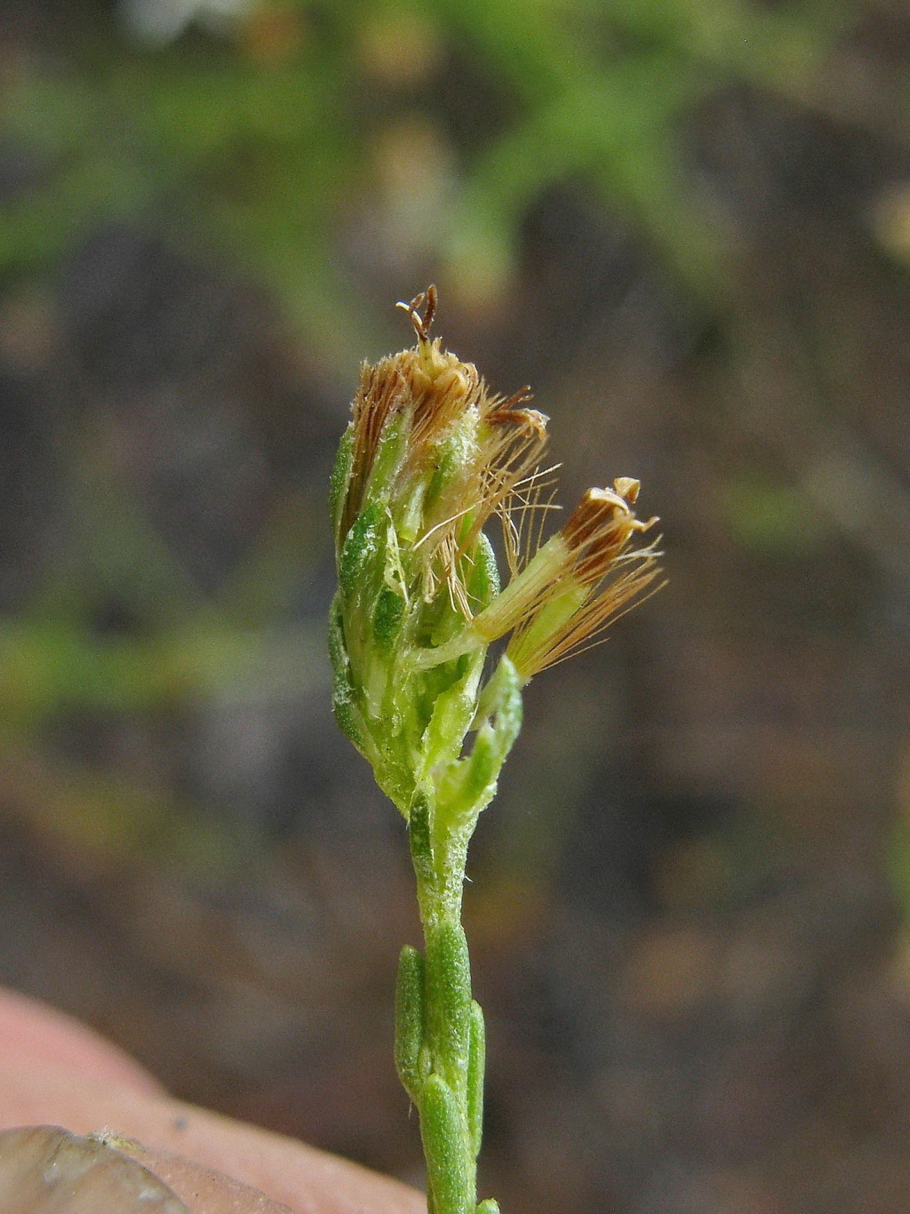 Olearia passerinoides subsp. passerinoides (hero image)