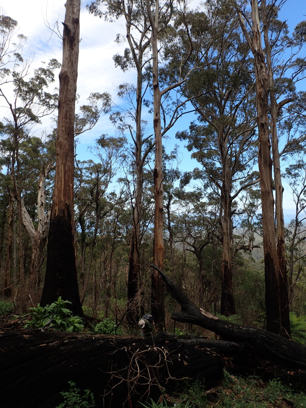 Eucalyptus fraxinoides (hero image)