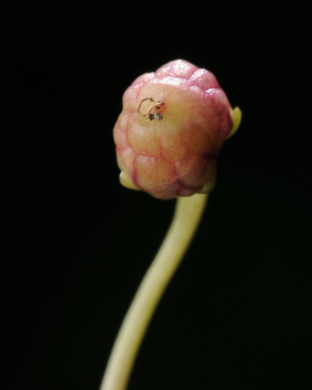 Cymbalaria (hero image)