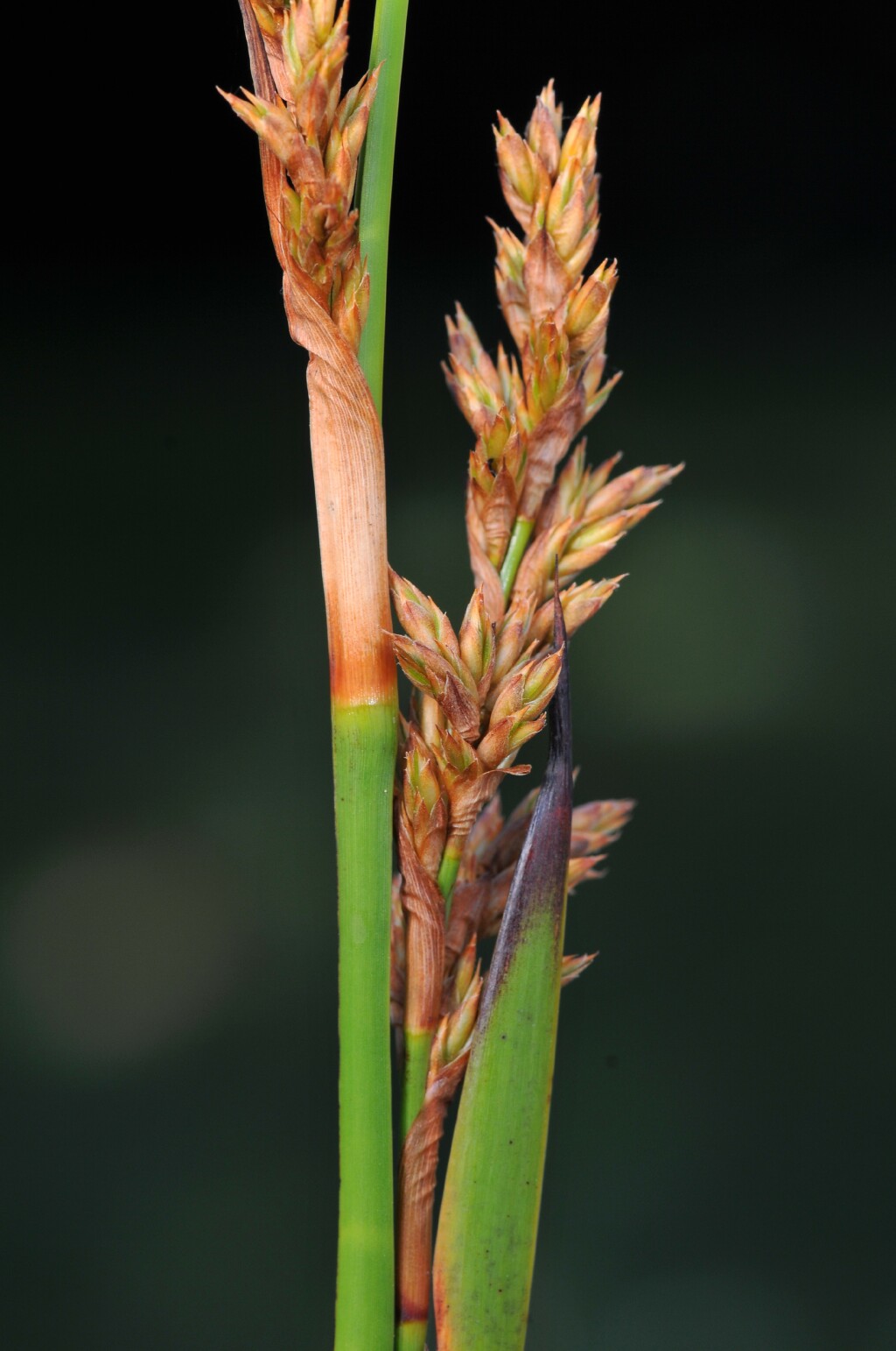 Lepidosperma longitudinale (hero image)