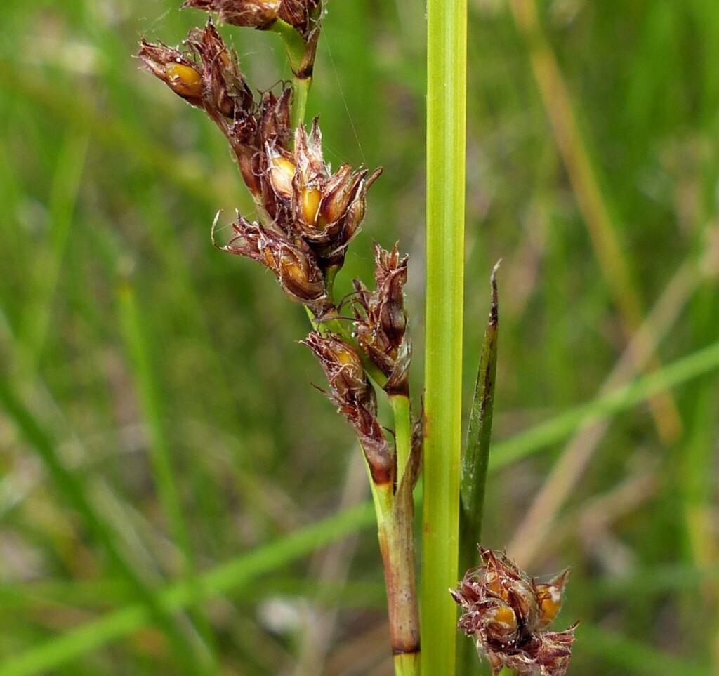 Machaerina rubiginosa (hero image)