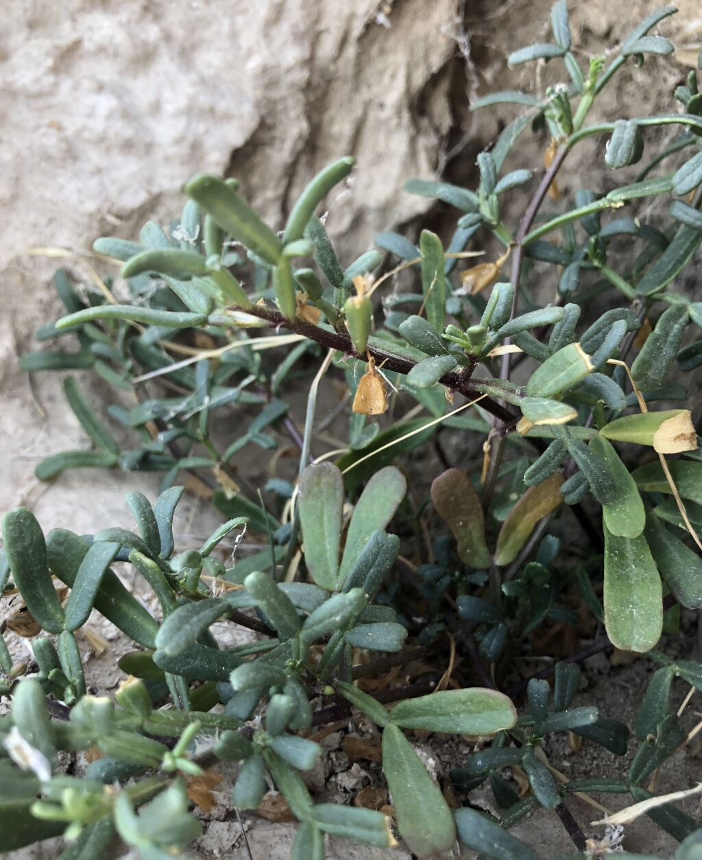 Roepera ammophila (hero image)