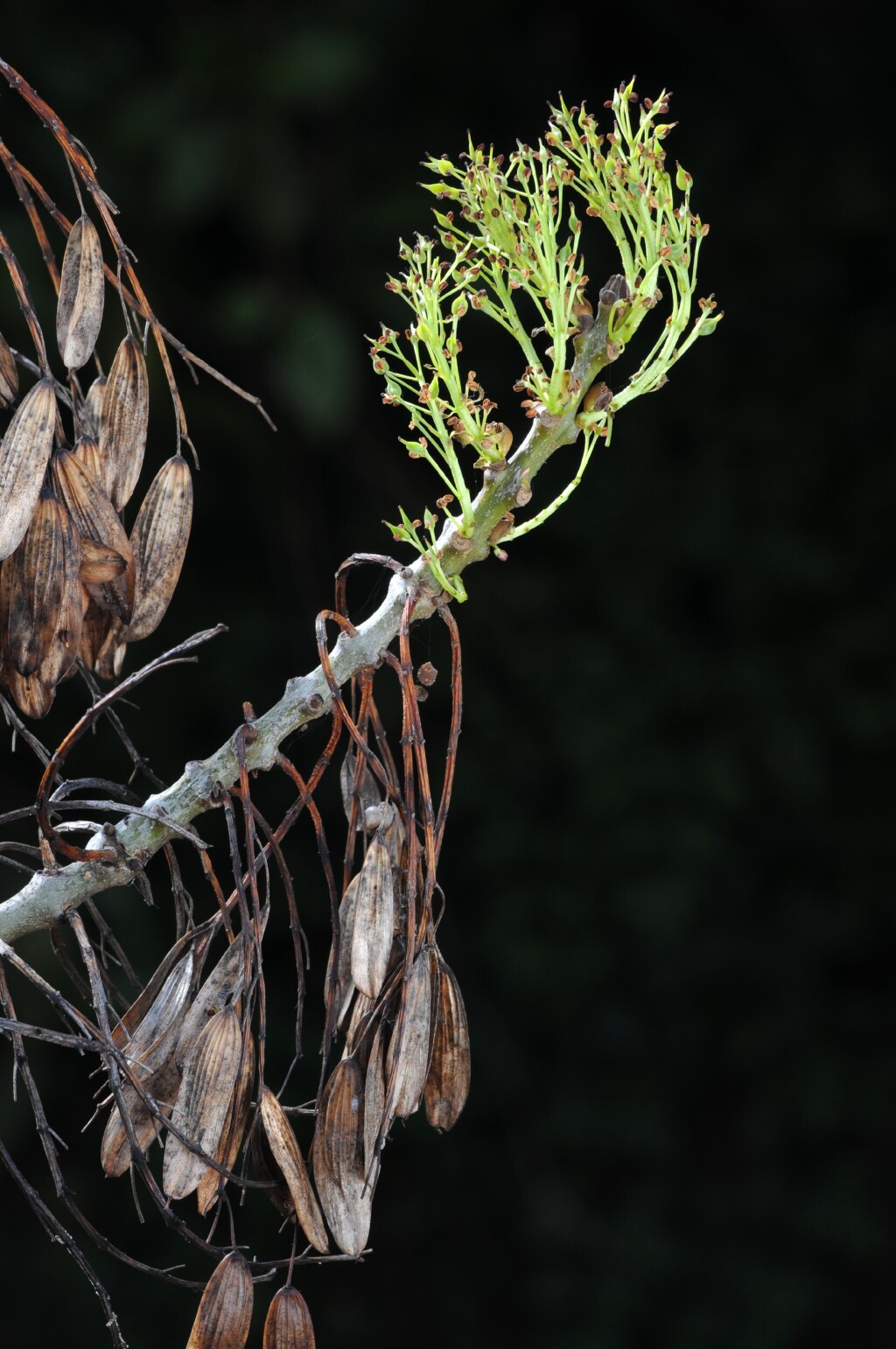 Fraxinus angustifolia (hero image)