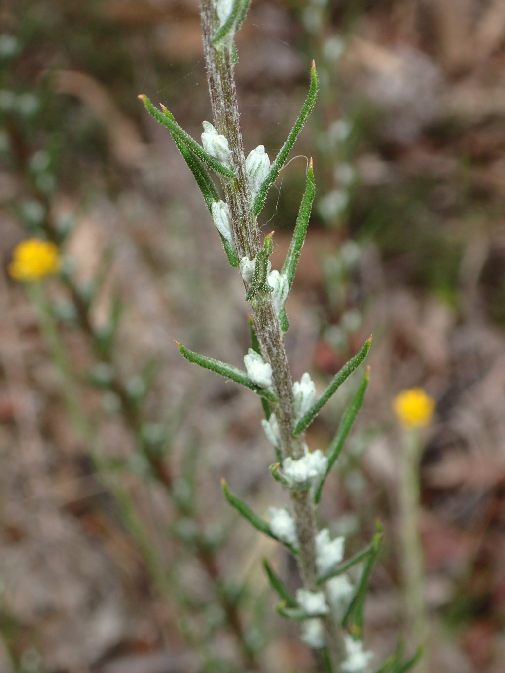 Chrysocephalum semipapposum subsp. asperum (hero image)