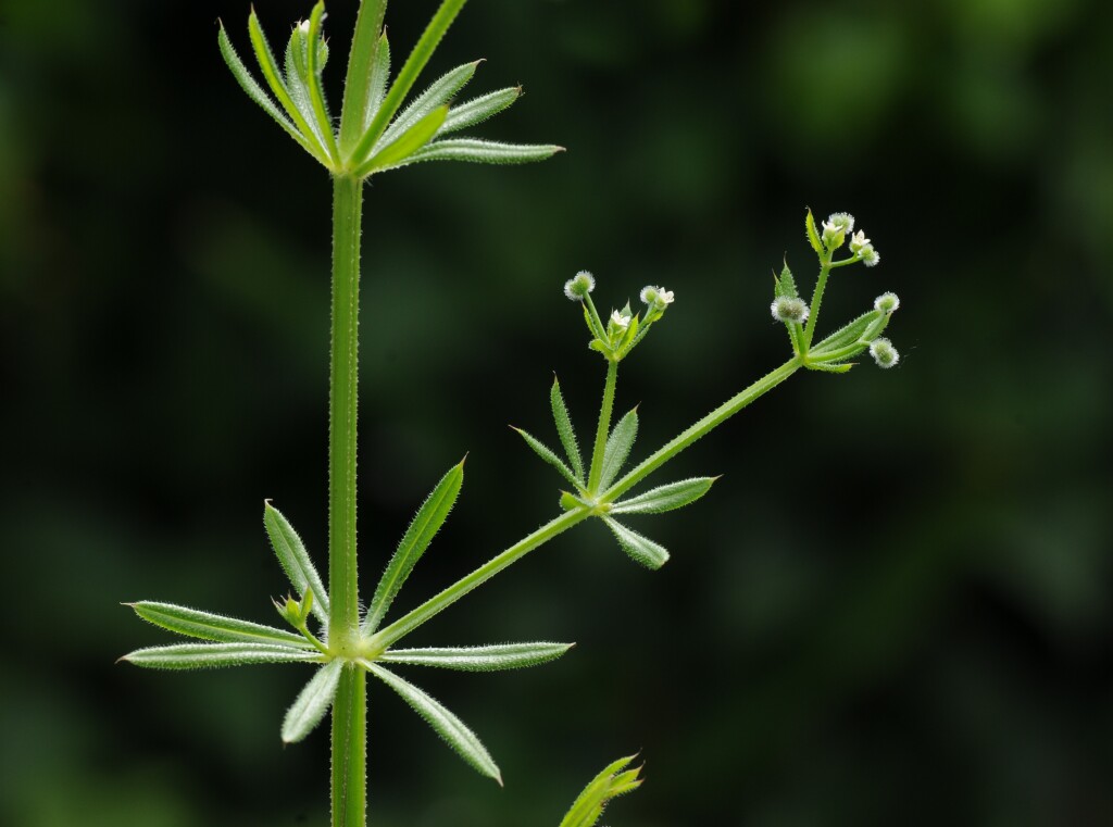 Galium (hero image)