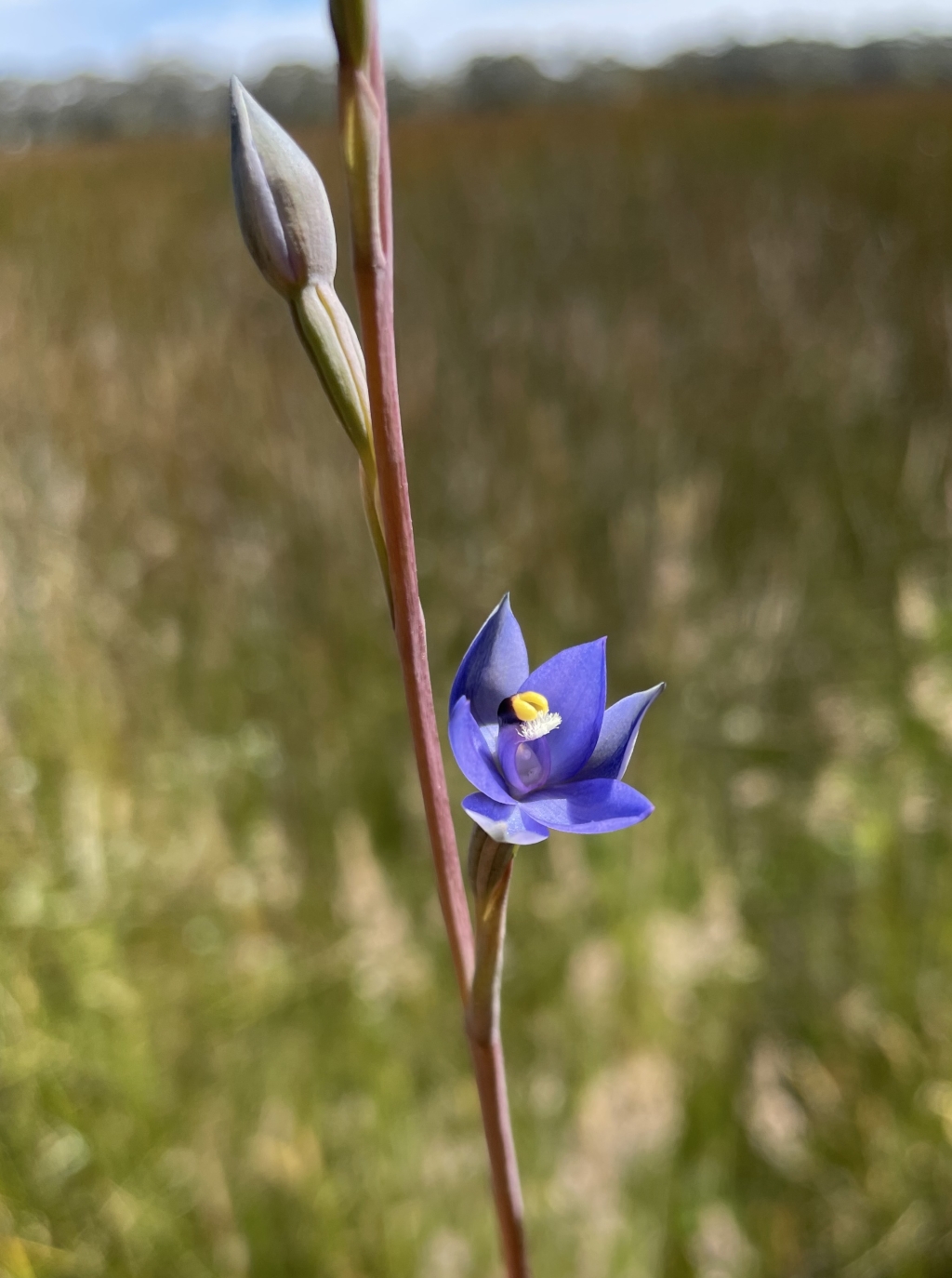 Thelymitra holmesii (hero image)