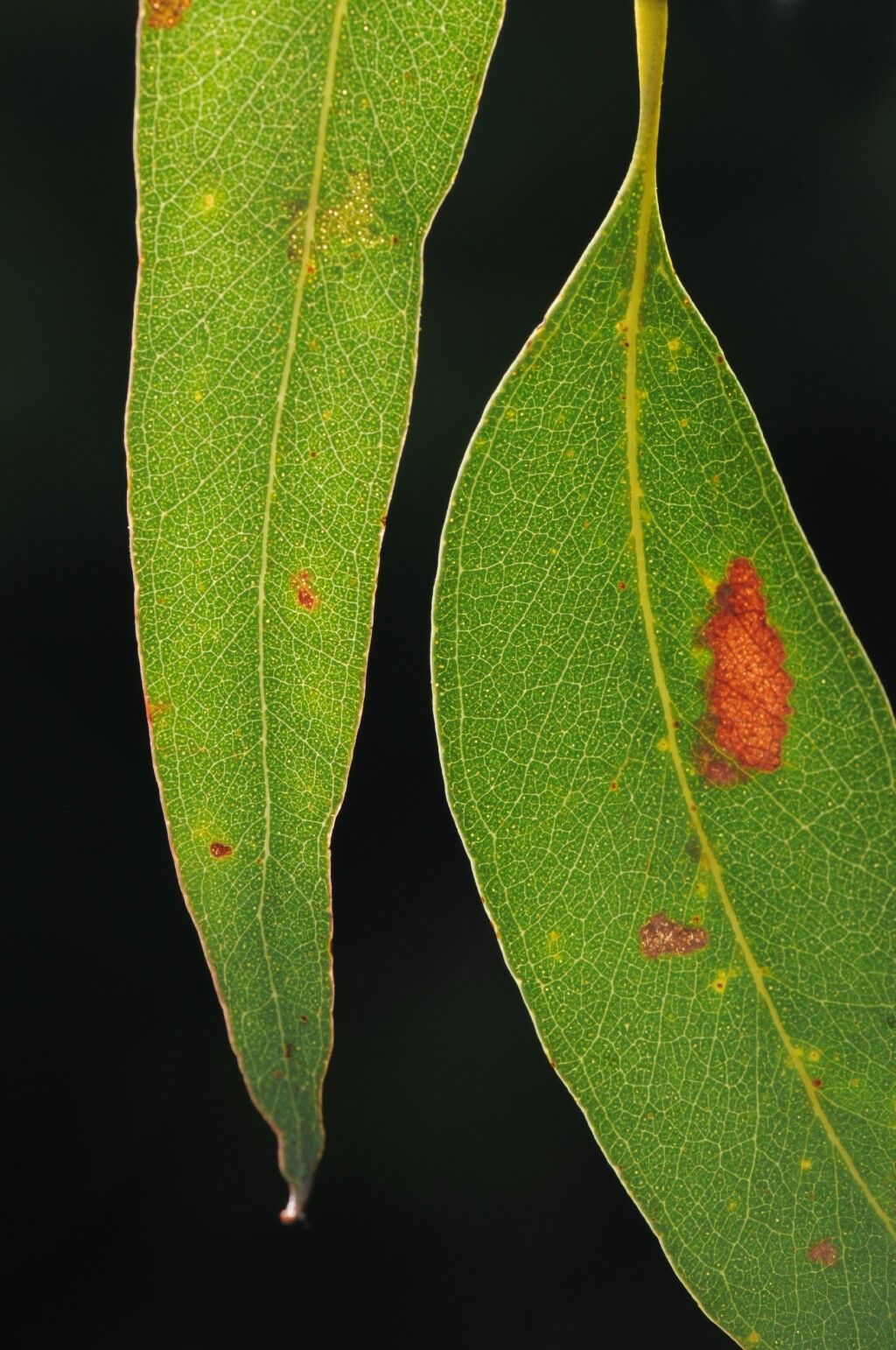 Eucalyptus yarraensis (hero image)