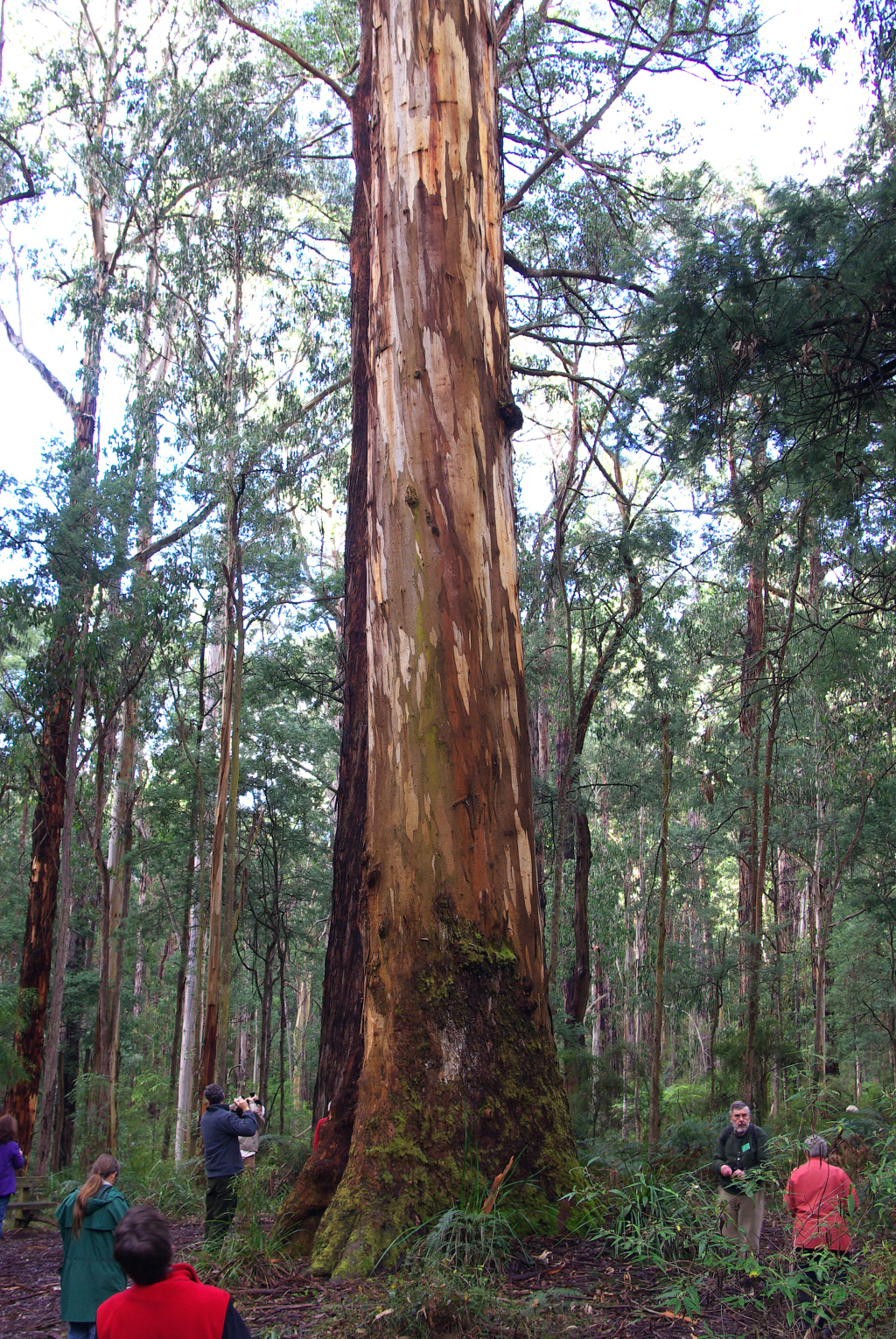 Eucalyptus cypellocarpa (hero image)