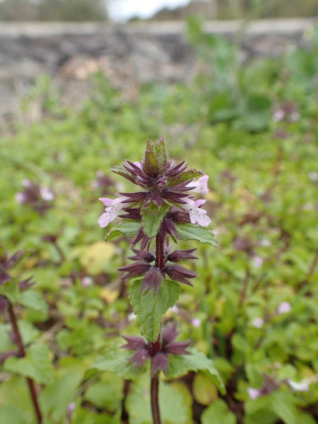 Stachys (hero image)