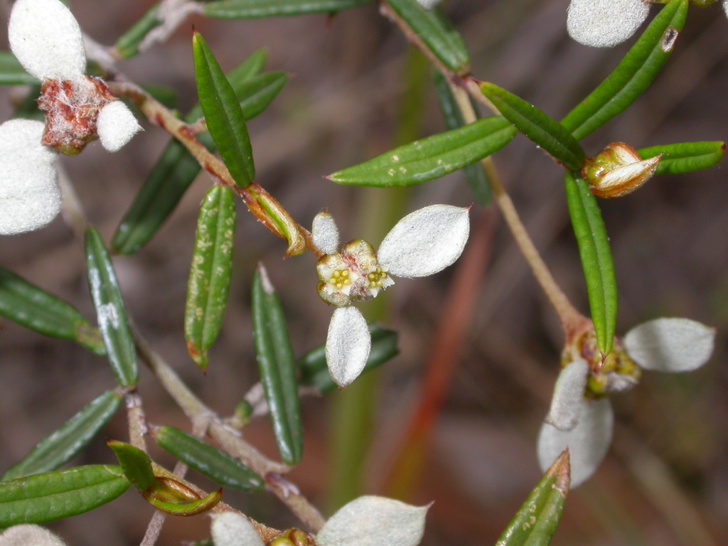 Spyridium vexilliferum var. vexilliferum (hero image)