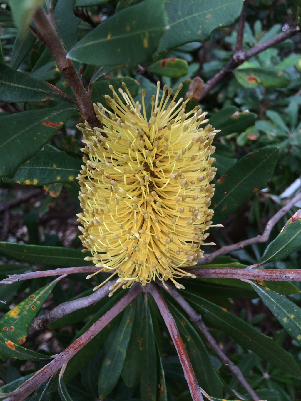 Banksia integrifolia (hero image)